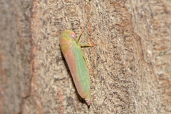 Rosopaella leurensis