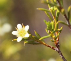 Diosma acmaeophylla