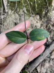 Vincetoxicum barbatum