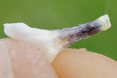 Buglossoides incrassata