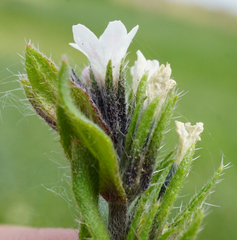 Buglossoides incrassata