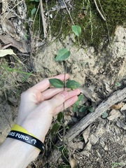 Vincetoxicum barbatum