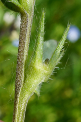 Buglossoides incrassata