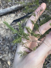 Melaleuca diosmatifolia