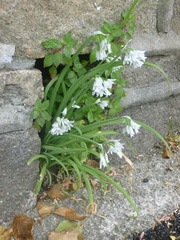 Allium triquetrum