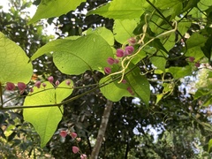 Antigonon