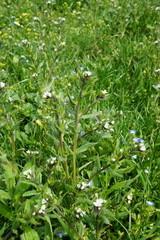 Buglossoides incrassata