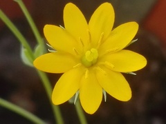 Blackstonia acuminata