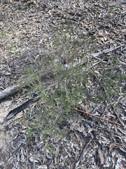 Melaleuca diosmatifolia