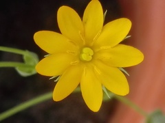 Blackstonia acuminata