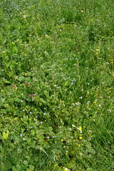 Buglossoides incrassata