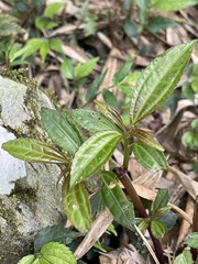 Pilea rotundinucula