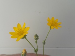 Blackstonia acuminata