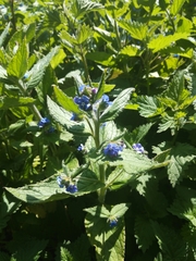 Pentaglottis sempervirens