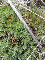 Polytrichum