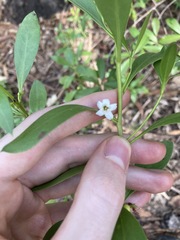 Myoporum boninense