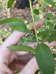 Myoporum boninense
