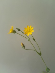 Blackstonia acuminata