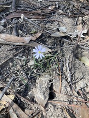 Vittadinia triloba
