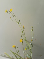 Blackstonia acuminata