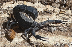 Androctonus mauritanicus