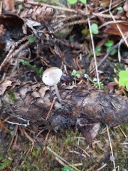 Mycena plumipes