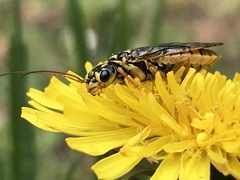 Acantholyda posticalis