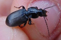 Pterostichus oblongopunctatus