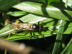 Ichneumon xanthorius