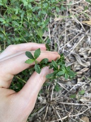 Scaevola albida