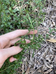 Scaevola albida