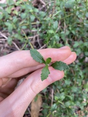 Scaevola albida