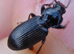 Pterostichus oblongopunctatus