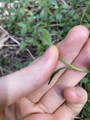 Scaevola albida