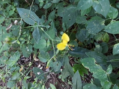 Commelineae