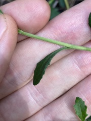 Scaevola albida
