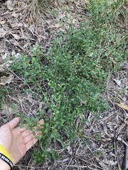 Scaevola albida