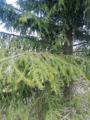 Picea obovata