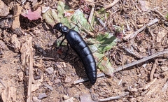 Berberomeloe tenebrosus