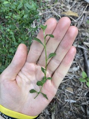 Scaevola albida