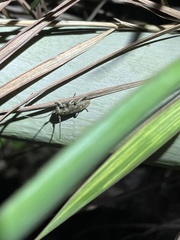 Bumetopia oscitans