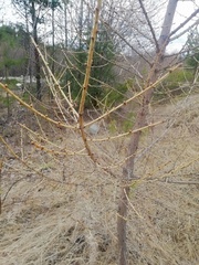 Larix sibirica