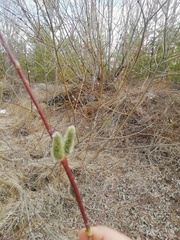 Salix