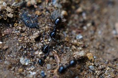 Lasius spathepus