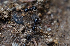 Lasius spathepus
