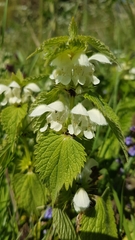 Lamium album