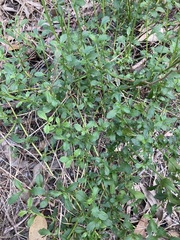 Scaevola albida