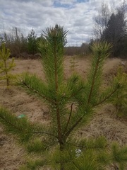 Pinus sylvestris