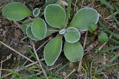 Craspedia uniflora maritima