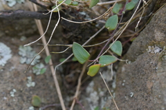 Chenopodium triandrum